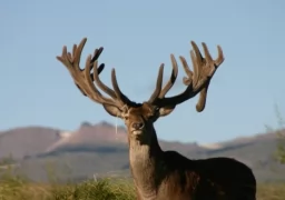 Northern Bariloche Red Stag