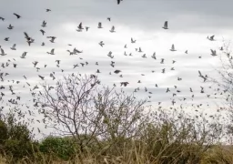 Argentina best dove hunting
