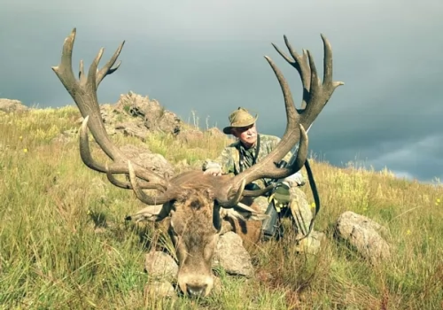 Amazing Red Stag at Rincon Lodge